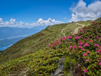 Bergwanderweg auf der Millstätter Alpe mit rosa Almrausch im Vordergrund, gewundenem Pfad über grüne Hänge und Talblick unter blauem Himmel.