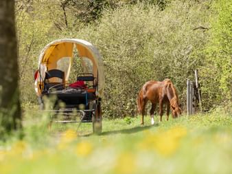 Planwagen mit weißer Plane auf grüner Wiese im Jura, Courtedoux. Ein braunes Pferd grast in der Nähe zwischen Bäumen und gelben Wildblumen.