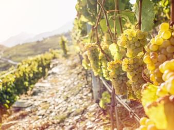 Grappes de raisins verts mûrs suspendues aux vignes dans un vignoble en pente. Des rangées de vignes s'étendent sur des pentes en terrasses.