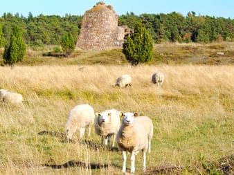 Weiße Schafe weiden in goldenem Grasland in Finnland mit Steinturmstruktur und Wald im Hintergrund unter blauem Himmel.