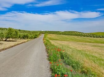 Route droite d'asphalte traversant les collines ondulantes d'Andalousie avec des coquelicots rouges le long de la route, des oliveraies et des champs dorés sous un ciel bleu.