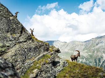 Three ibexes standing on the mountain ridge.