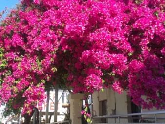Großer Baum mit leuchtend pinken Bougainvillea-Blüten auf einer Straße in Korfu, Griechenland. Weißer Zaun und Gebäude hinter dem Baum unter blauem Himmel.