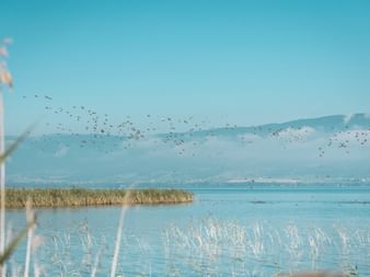 Enten fliegen über dem See im Grande Caricaie Naturpark.