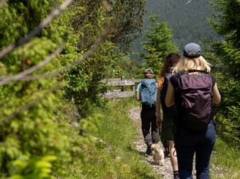 Zwei Wanderer mit Rucksäcken auf einem Bergweg umgeben von grüner Vegetation, mit bewaldeten Bergen im Hintergrund.