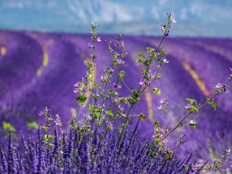 Wildkräuterpflanze mit kleinen lila Blüten im Vordergrund von violetten Lavendelfeldreihen in der Provence unter blauem Himmel mit weißen Wolken.