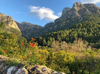 Farbenfrohe Natur an Mallorcas Wanderwegen