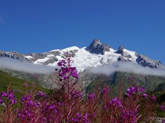 schneebedeckter Berggipfel und im Vordergrund violette Blumen. Mont Blanc West. Wanderferien mit Eurotrek.