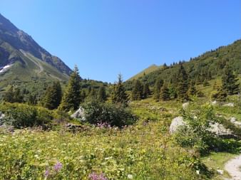 Alpental mit blühenden Wildblumen, verstreuten Felsen und Nadelwald. Berge erheben sich beidseitig unter klarem blauen Himmel.