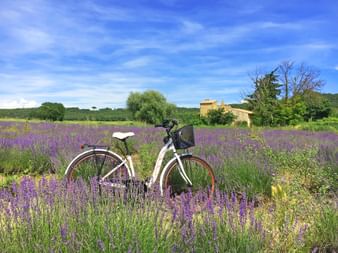 Vélo blanc avec panier dans un champ de lavande violette en fleurs en Provence. Maison en pierre et arbres visibles en arrière-plan sous un ciel bleu.