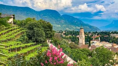 Panoramablick auf Meran in Südtirol mit terrassierten Weinbergen, rosa blühenden Sträuchern, historischem Kirchturm und Alpenbergen.