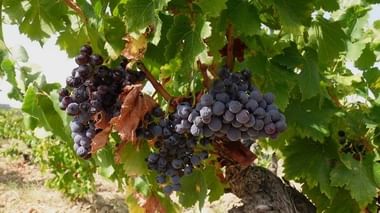 Weinbau in der Provence