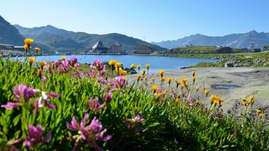 Blumenwiese mit Seeausblick der Zentralschweizerischen Alpen