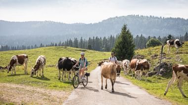 Ein Velofahrerpaar versucht an einer Herde Rinder, die frei auf der Strasse laufen vorbeizukommen