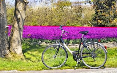 Vélo devant un champ de tulipes en fleur