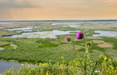 Lila Distelblüten im Vordergrund mit Blick auf die weiten Donaudelta-Feuchtgebiete mit Wasserkanälen, grüner Vegetation und bewölktem Himmel.