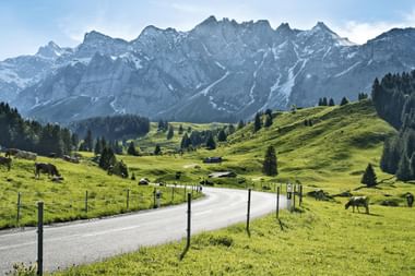 Asphaltierte Straße durch grüne Almwiesen mit weidenden Kühen in der Ostschweiz, dramatische schneebedeckte Berggipfel im Hintergrund.