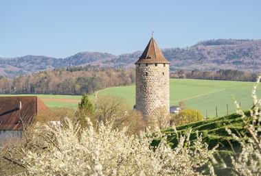 Historischer Steinturm mit Kegeldach in Courtedoux, Jura Ajoie. Weiß blühende Bäume im Vordergrund, grüne Felder und bewaldete Hügel im Hintergrund.