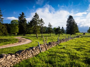 Ländliche Schweizer Landschaft mit Steinmauer Gewundener Feldweg durch grüne Wiesen mit traditioneller Steinmauer. Nadel- und Laubbäume rahmen die pastorale Landschaft unter blauem Himmel ein.