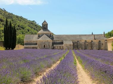 Abbaye de Senanque monastery in Provence with purple lavender fields in foreground and stone buildings against forested hills under blue sky.