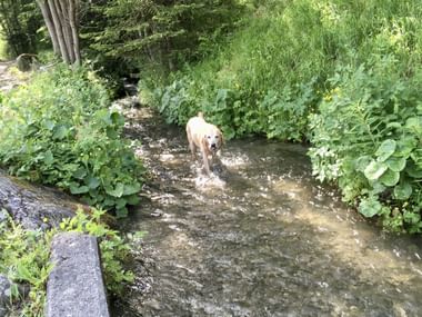 Ein Labrador badet in einer Suone
