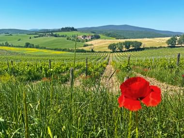 Mohnblume in der Region Chianti in der Toskana