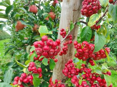 Trauben leuchtend roter Beeren hängen an Ästen mit grünen Blättern an einem Baumstamm, fotografiert zwischen Nyon und Lausanne.