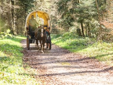 Braunes Pferd zieht einen Planwagen mit gelber Plane auf einem Waldweg in der Jura-Region bei Courtedoux.
