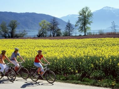 Trois cyclistes roulent sur une route asphaltée devant un champ de colza avec de petites montagnes en arrière-plan.