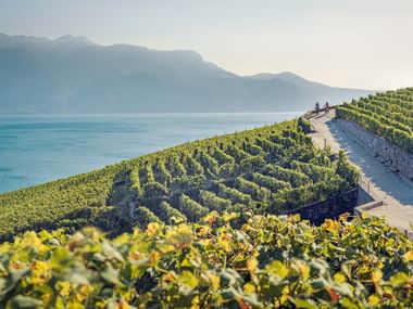 Vignobles en terrasses de Lavaux descendant vers le lac Léman avec cyclistes sur un chemin. Montagnes visibles au-delà du lac turquoise.
