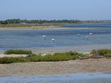 Viele Flamingos stehen in einem flachen Gewässer auf Sardinien.