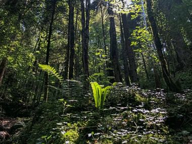 Dichter Waldboden bedeckt mit Farnen, Moos und verschiedenen Pflanzen. Hohe Bäume bilden ein Blätterdach mit gefiltertem Sonnenlicht.
