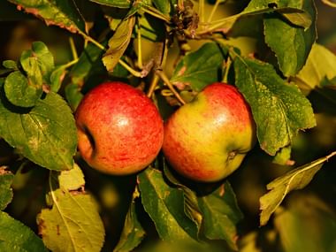 zwei Äpfel an einem Apfelbaum
