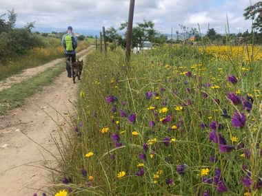 Wanderer mit Rucksack und Hund auf Feldweg durch Wildblumenwiese mit gelben und violetten Blüten im Douro-Tal unter bewölktem Himmel.