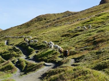 Eine grosse Herde Schafe läuft in Reih und Glied über einen schmalen Naturweg über die saftig grüne Wiese.