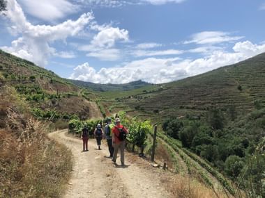 Gruppe von Wanderern auf einem Feldweg durch terrassierte Rebberge im Douro-Tal unter blauem Himmel mit weißen Wolken.