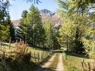 In der Mitte eine Naturstrasse zwischen eingezäunten Wiesen am Hang der von links nach rechts abwärts geht. Hinten sind ein ein paar Tannen die einen kleinen Blick auf die Bergspitze frei gibt.