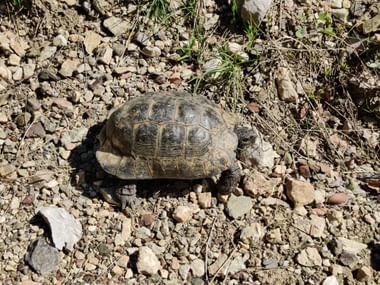 Eine Schildkröte auf dem Steinboden mitten auf dem Wanderweg