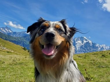 Ein Hund grinst frech in die Kamera vor einer grünen Wiese und einem Bergpanorama.