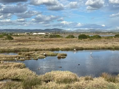 Weiße Watvögel in flachen Wasserkanälen des Naturparks Ria Formosa bei Faro, mit goldenem Marschland, fernen Hügeln und bewölktem Himmel.