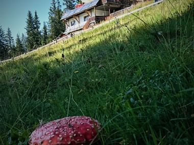 Huettentour-GR-Pilze