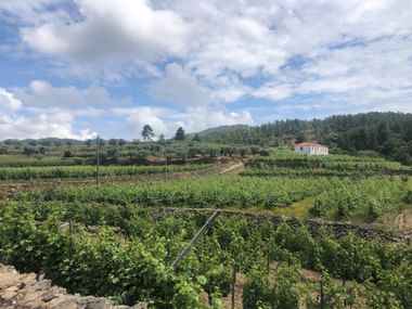 Terrassierte Weinberge bei São Mamede im Douro-Tal mit grünen Rebenreihen, einem weißen Haus auf einem Hügel und bewaldeten Hängen unter blauem Himmel.