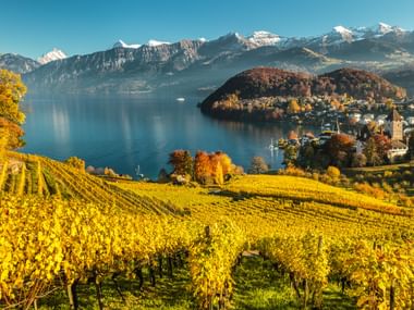 Vue depuis un vignoble surplombant Spiez sur le lac de Thoune