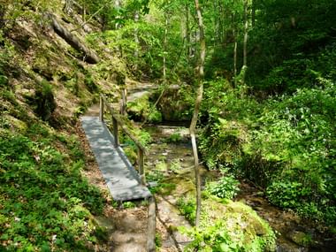 Holzsteg mit Geländer über einen kleinen Bach in einem grünen Wald auf dem Malerweg, umgeben von moosbewachsenen Felsen.