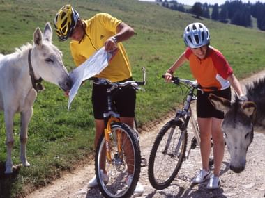 Les ânes aident à trouver le chemin. Vacances à vélo avec Eurotrek.