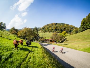 Radfahrer auf Landstraße im Schweizer Jura Zwei Radfahrer in roten Trikots fahren auf einer Asphaltstraße durch grüne Hügel im Schweizer Jura, mit braunen Kühen in der Nähe.