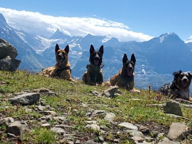 Vier Hunde posieren liegend vor Eiger, Mönch und Jungfrau auf einer Wiese.