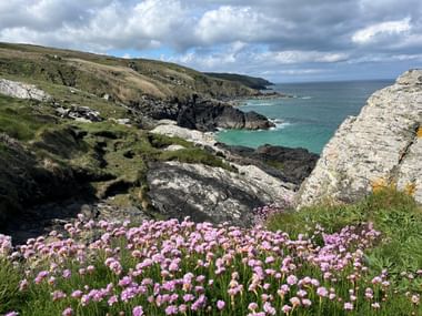 Rosa Wildblumen blühen auf felsigen Klippen mit Blick auf türkisfarbene Buchten und raue Küste in Cornwall unter bewölktem Himmel.