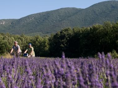 Deux cyclistes avec casques traversent un champ de lavande violette en fleurs en Provence, avec des collines vertes et montagnes en arrière-plan.