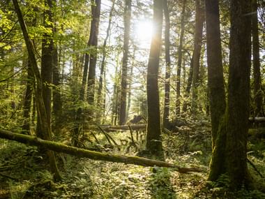 Sonnendurchfluteter Wald im Parc Jura-Vaudois Dichter Wald mit hohen Bäumen und moosbewachsenen umgestürzten Stämmen. Helles Sonnenlicht filtert durch das Blätterdach.